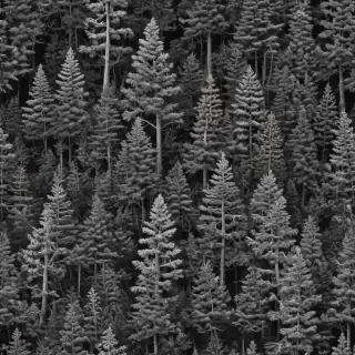 black and white pine tree clipart