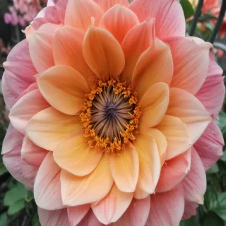 iphone flower background