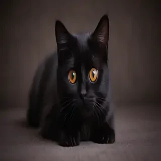 cute black cat wallpaper