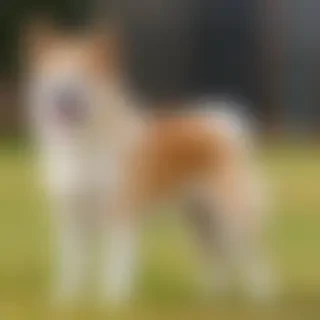 hokkaido dog breed