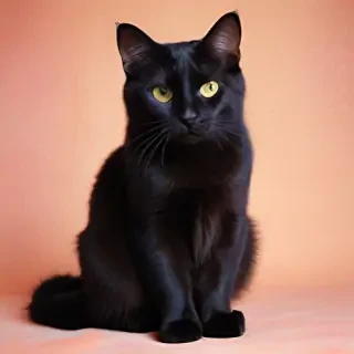 cat with background