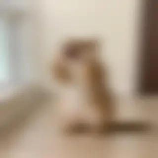 funny gifs