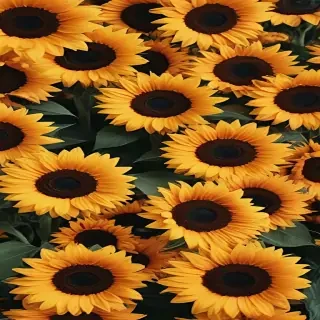 sunflower backgrounds aesthetic