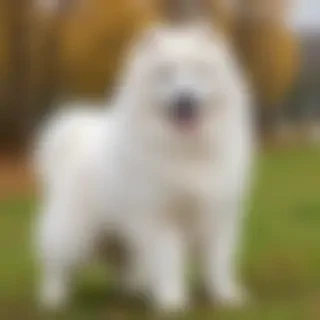 samoyed dog breed