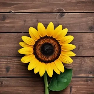 lock screen sunflower wallpaper