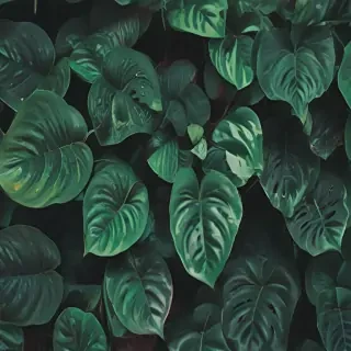 plants iphone wallpaper