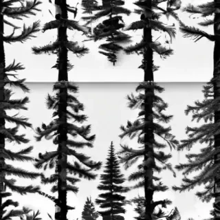 pine tree clipart black and white
