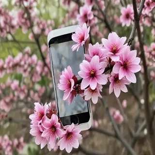 spring iphone