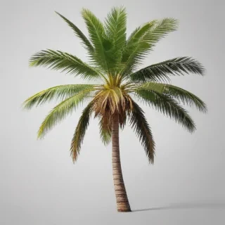 palm tree transparent background