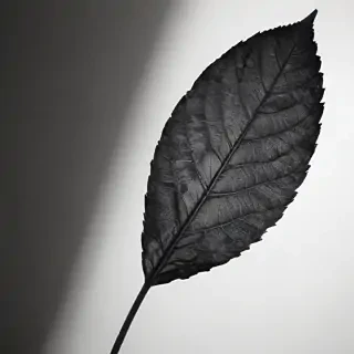 leaf white and black
