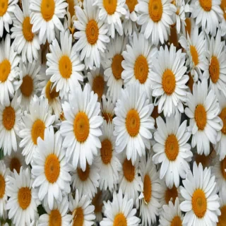 daisies png