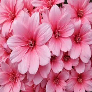 pink flower background