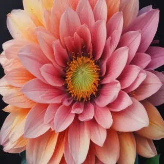 colourful flower drawing