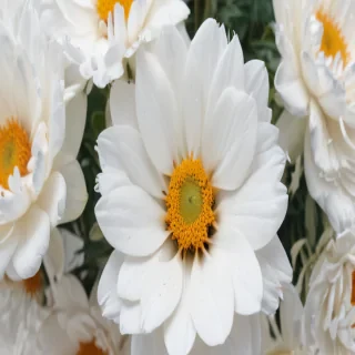 flower white bg