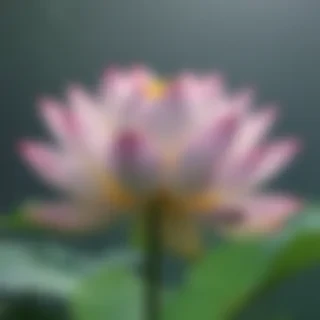 lotus png