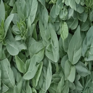 sage green aesthetic