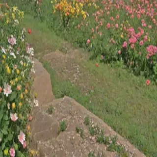 flower line
