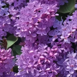lilac wallpaper iphone
