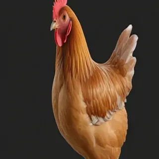 chicken transparent background