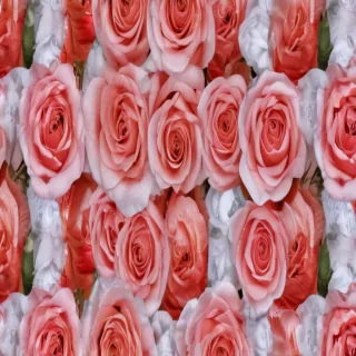 roses background wallpaper