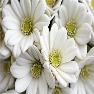 white flower wallpaper