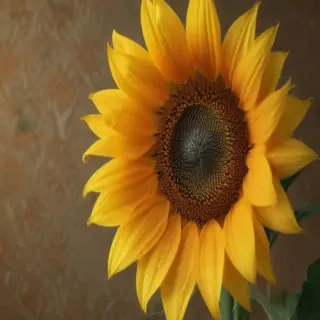 sunflower wallpaper iphone