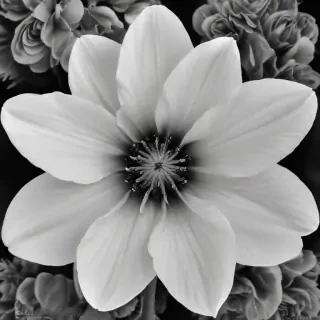 black and white flower png