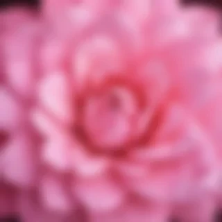 cute pink iphone backgrounds
