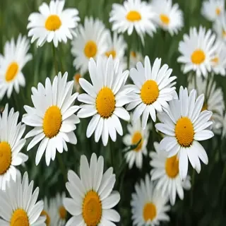 daisy wallpaper for desktop