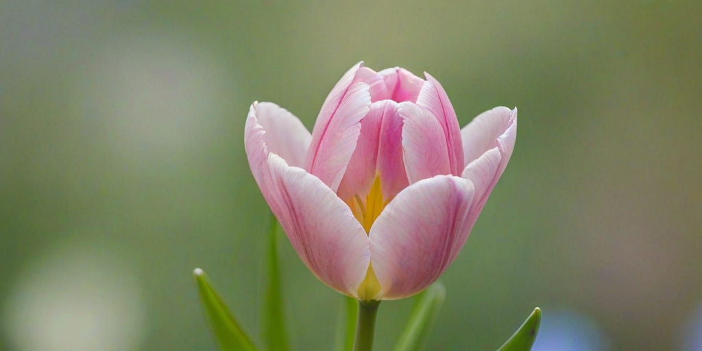 a close-up of a delicate pink tulip flower with soft petals and subtle blue streaks, against a blurred green background