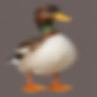 duck clipart