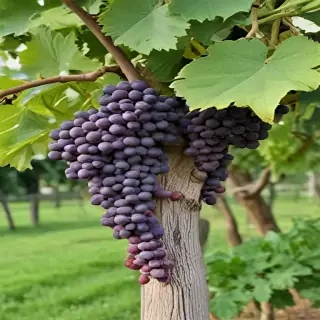 grape tree