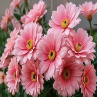 cute flower wallpapers