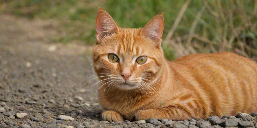 ginger cat