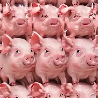 pig wallpaper