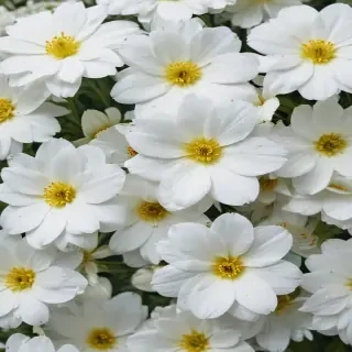 background white flower