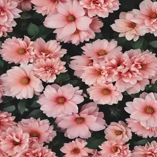 wallpaper aesthetic flowers