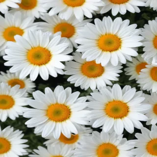 daisy desktop wallpaper