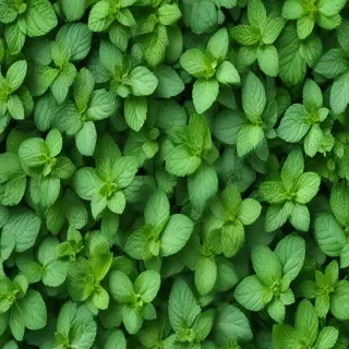 mint background