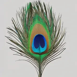 peacock feather png