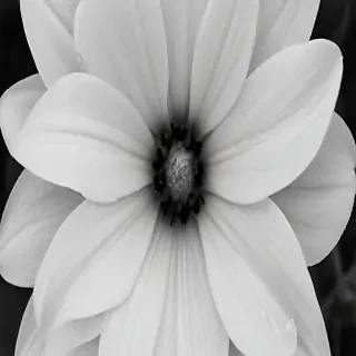 black and white flower