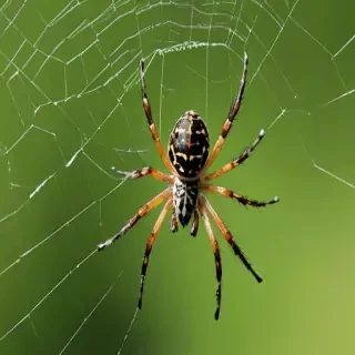 wallpapers of spiders