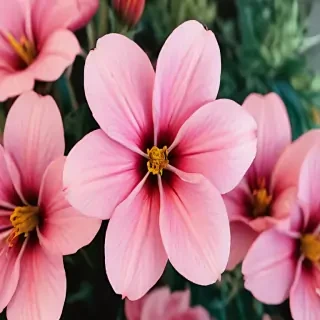 flower no bg