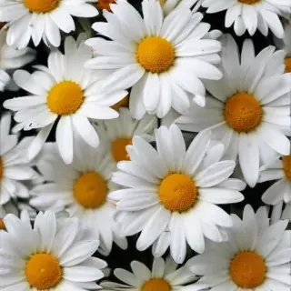 wallpaper daisy flower