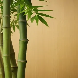 bamboo background