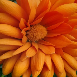 orange color