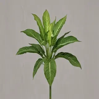 plant no background