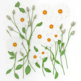 flowers on white background