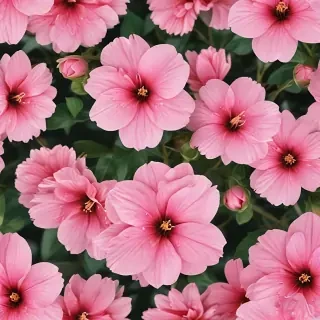 pink flower transparent background