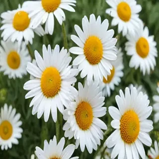 daisy wallpaper for desktop